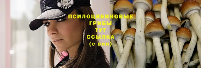 Галлюциногенные грибы Magic Shrooms  Абдулино 